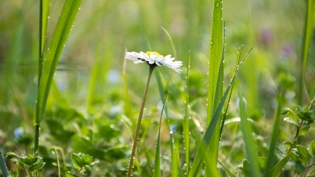 Con un velo di malinconia personale,oggi e' comunque primavera...