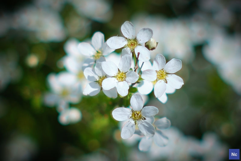 Fiori bianchi, oggi non esco