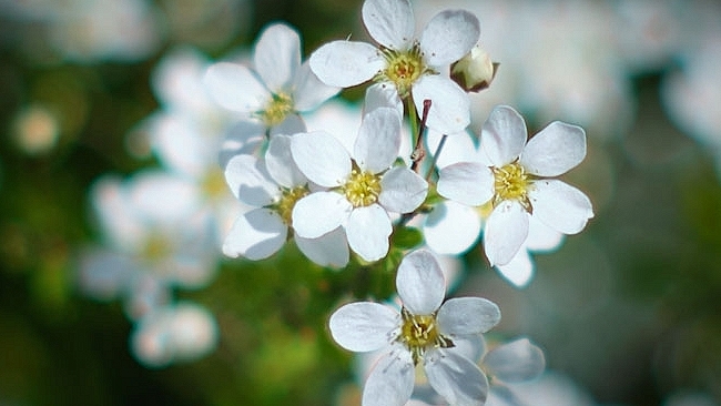 Fiori bianchi, oggi non esco