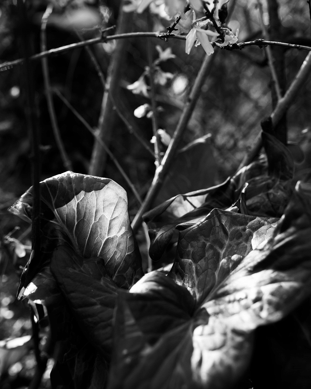 Leaves&Sun