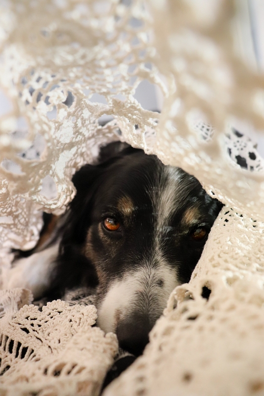 La vecchia tenda della nonna