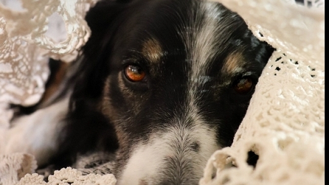 La vecchia tenda della nonna