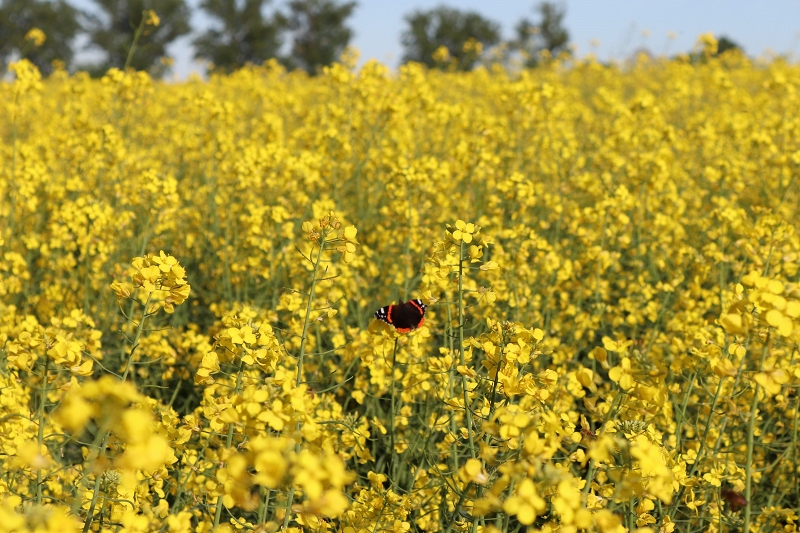 Basterebbe un paio di ali
