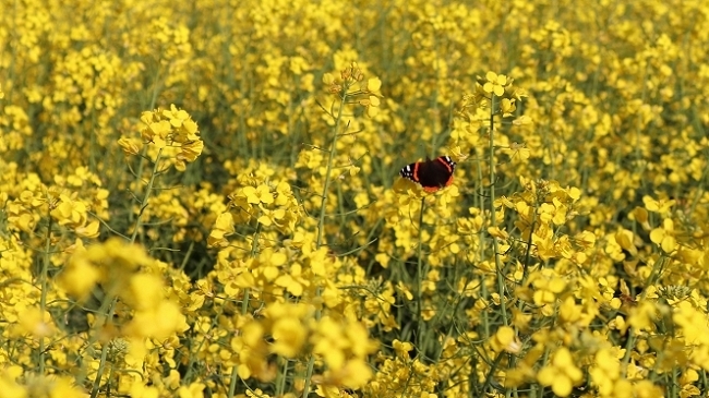 Basterebbe un paio di ali