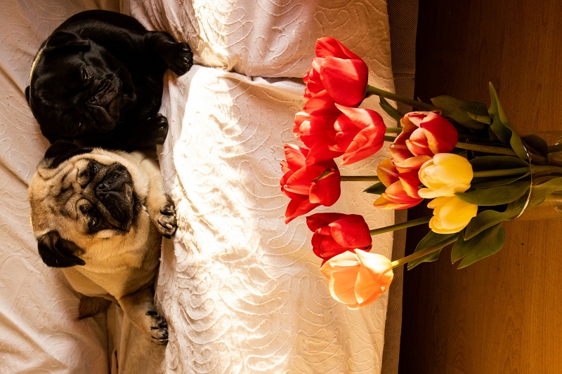pugs and tulips