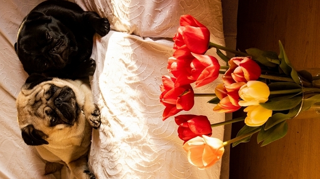 pugs and tulips