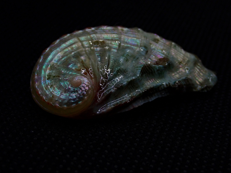 Il richiamo del mare