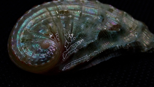 Il richiamo del mare