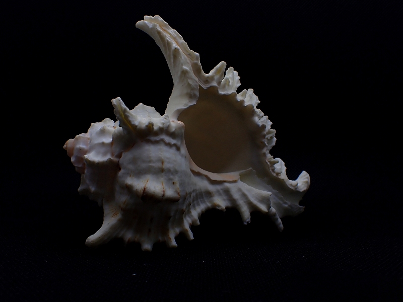 Il richiamo di Circe